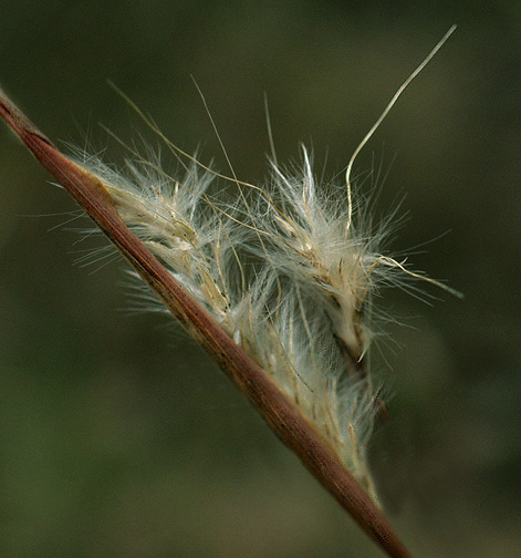 photo "Leaving Home" tags: macro and close-up, nature, flowers