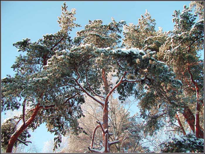 фото "Опахала" метки: природа, пейзаж, зима