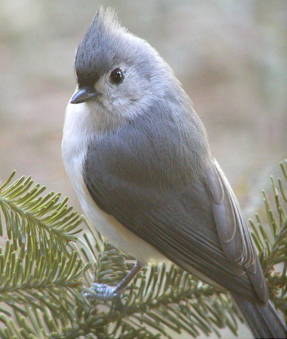 photo "A Gift At My Window..." tags: nature, wild animals