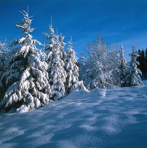 photo "Winter in Latvia" tags: landscape, forest, winter