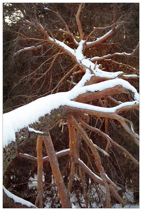 photo "Fallen tree" tags: landscape, nature, flowers, winter