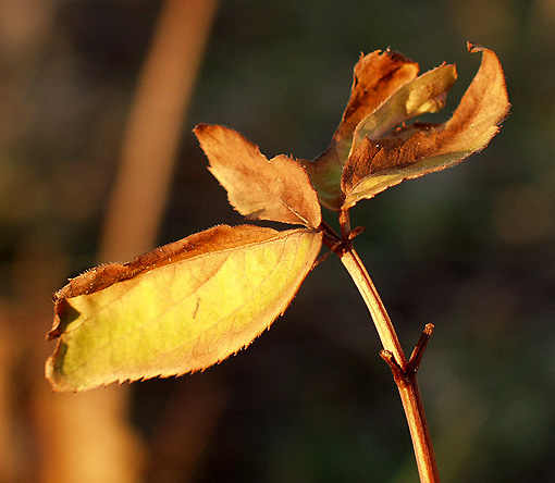 photo "Colors of Winter" tags: nature, flowers