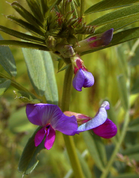 photo "Little Flowers" tags: macro and close-up, nature, flowers