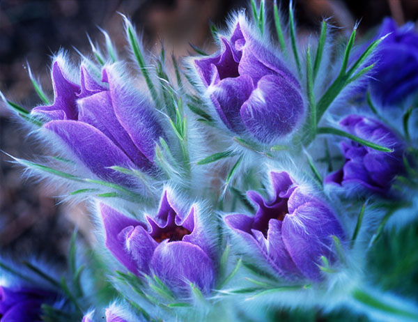 photo "Lush" tags: macro and close-up, nature, flowers