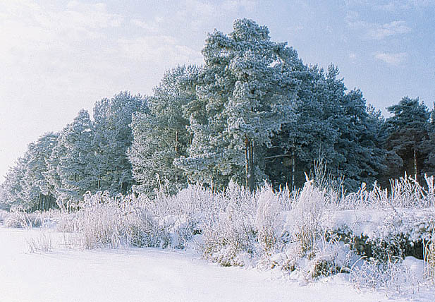 photo "Welcome to New Year!" tags: landscape, winter