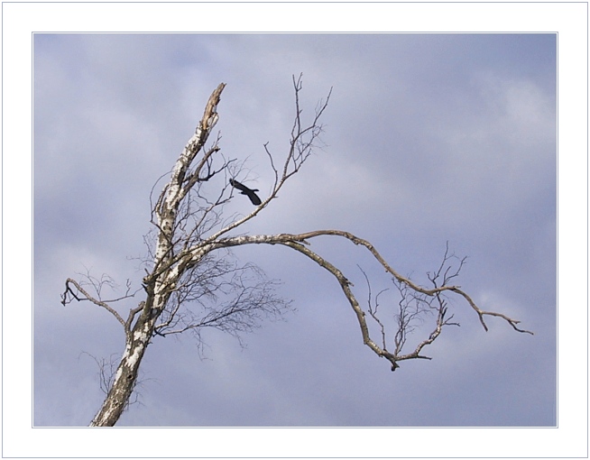 фото "Black Bird" метки: пейзаж, зима