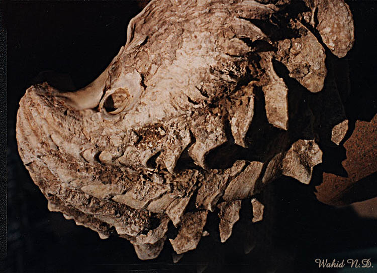 фото "Not a fossil!!" метки: макро и крупный план, 