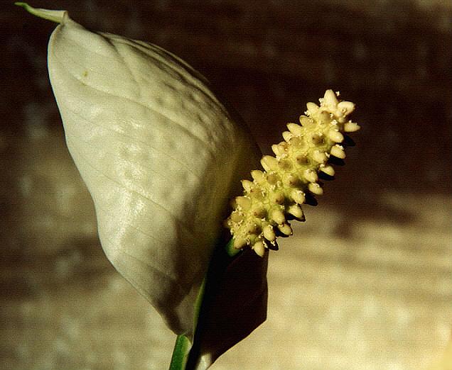 photo "In room" tags: macro and close-up, nature, flowers