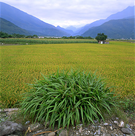 photo "The Rice Field in the east of Taiwan" tags: misc., landscape, 