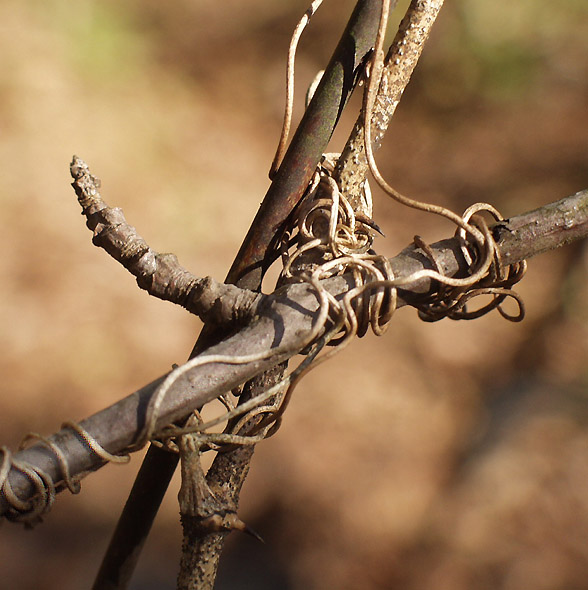 photo "Lover`s Knot" tags: nature, flowers