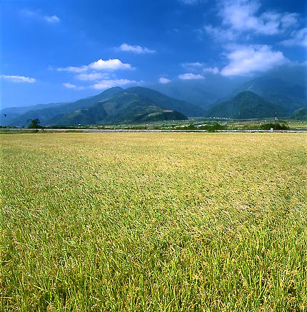 фото "Great rice field" метки: пейзаж, 