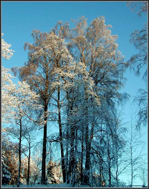 photo "Later morning-1" tags: nature, landscape, winter