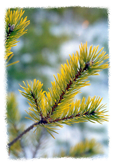 фото "Happy New Year!" метки: пейзаж, натюрморт, зима