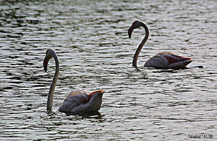 photo "Flamingo Lake" tags: misc., 