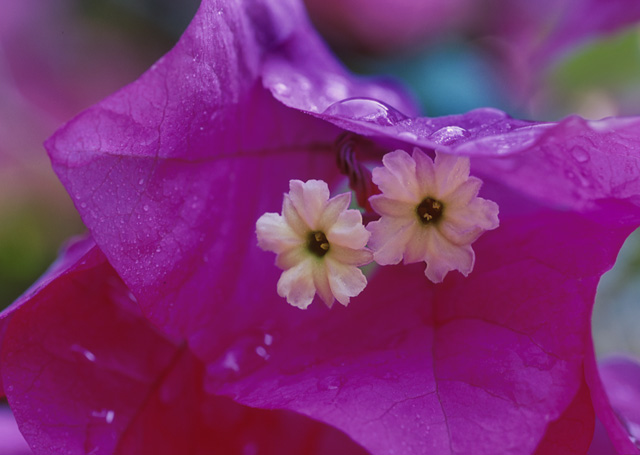 photo "Protected" tags: macro and close-up, nature, flowers