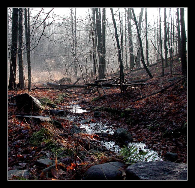 photo "Good Morning Forest." tags: landscape, forest