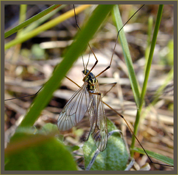 photo "Mosquito" tags: macro and close-up, nature, insect