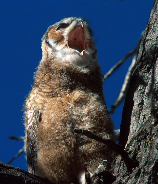 photo "MOM!!!!!" tags: nature, wild animals