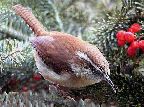 photo "A Carolina Wren in Virginia !!" tags: nature, wild animals