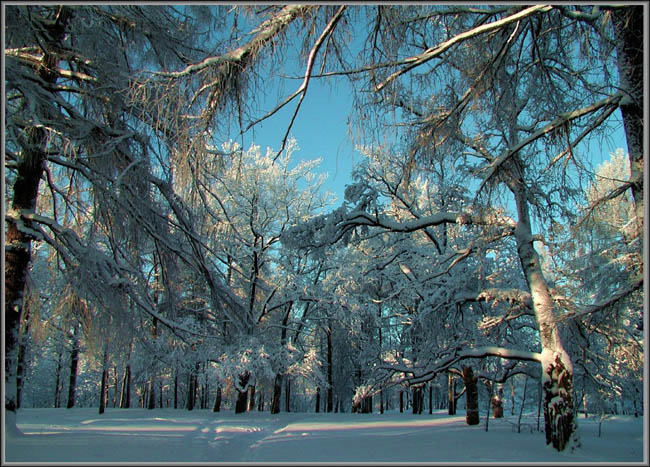 photo "Footpath" tags: landscape, winter