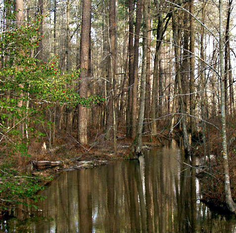 photo "Colors of Winter #3" tags: landscape, forest, water