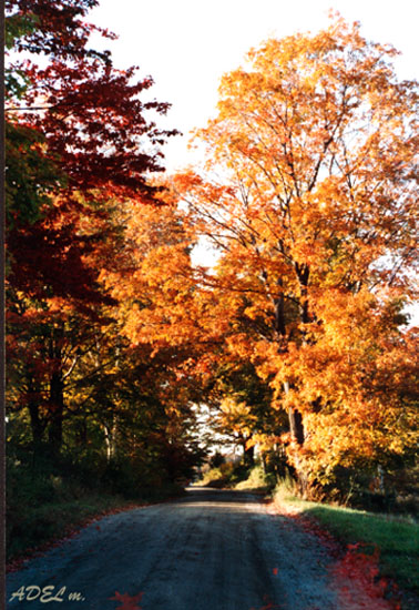 фото "Autumn Colors 5" метки: природа, путешествия, Северная Америка, цветы