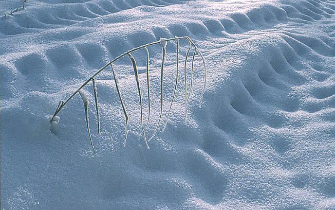 фото "Периодические структуры в объеме и на поверхности" метки: разное, пейзаж, зима
