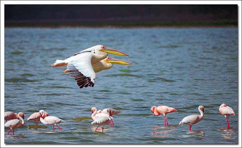 photo "Pelicans flying over Lake Nakuru, Kenya" tags: nature, wild animals