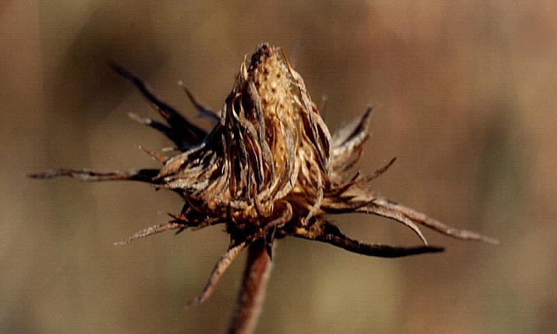 photo "Callous" tags: macro and close-up, nature, flowers