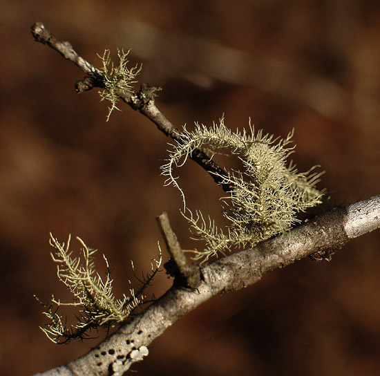 фото "Colors of Winter #4" метки: природа, цветы