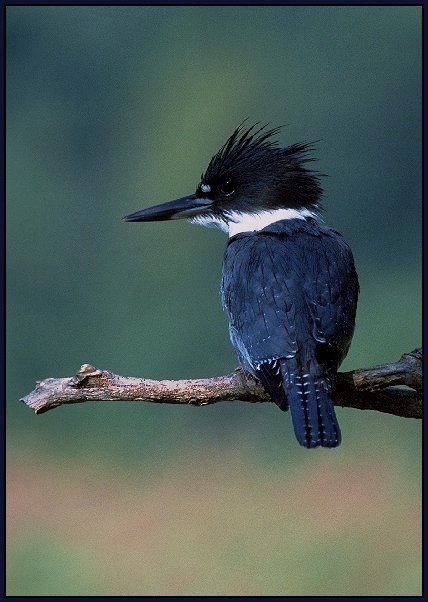 photo "Belted Kingfisher" tags: nature, wild animals