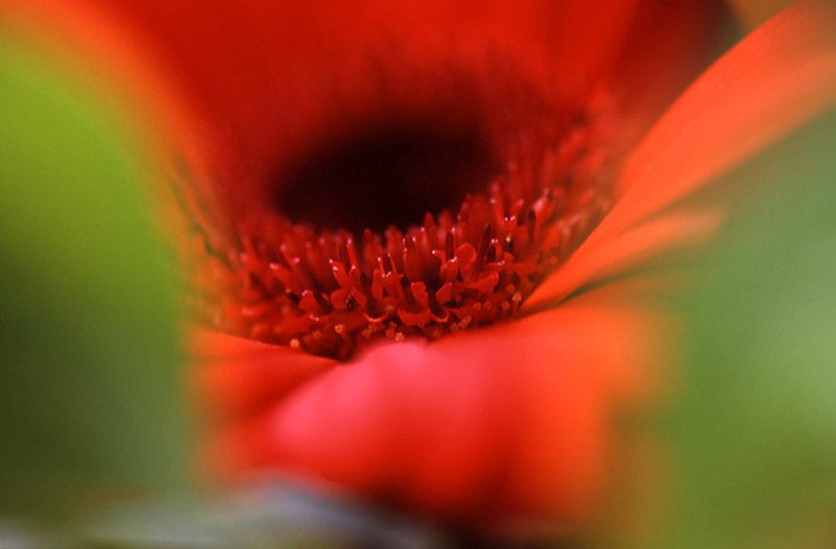 photo "Hide" tags: macro and close-up, abstract, 