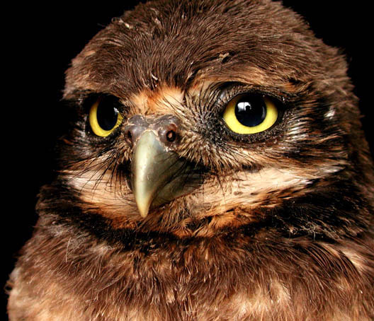 фото "My owl" метки: природа, домашние животные