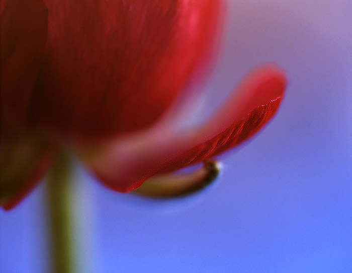 photo "Discreet" tags: macro and close-up, abstract, 