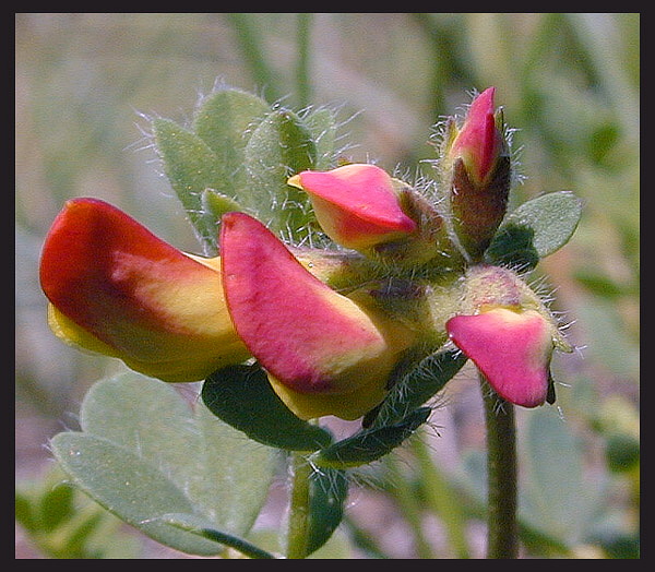 photo "Wild Flowers" tags: macro and close-up, nature, flowers