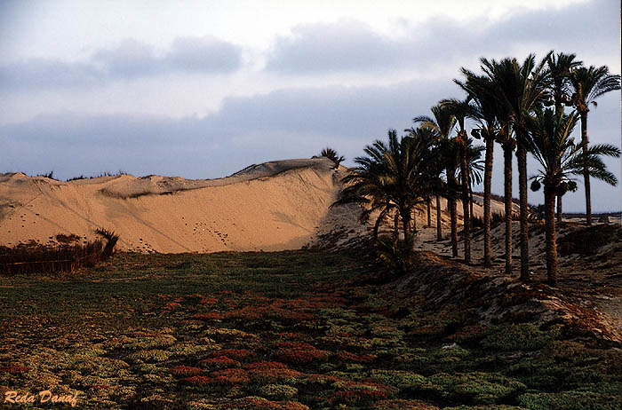 photo "Palm Trees" tags: travel, landscape, Africa