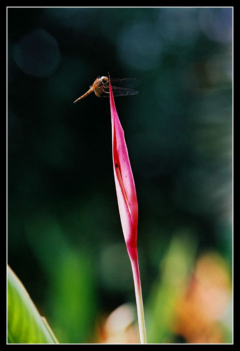 photo "flower and guest" tags: nature, 