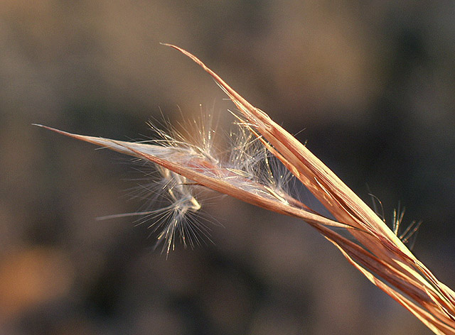 photo "Hanging On" tags: macro and close-up, nature, flowers