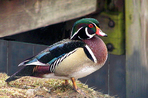 photo "A Treasure at Saltville Ponds...." tags: nature, wild animals