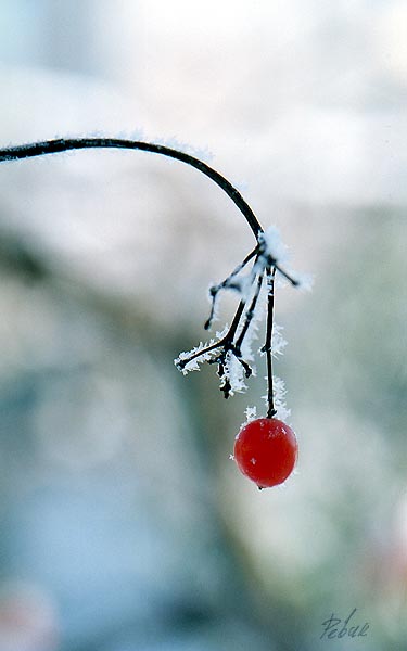 photo "Last berry" tags: nature, macro and close-up, flowers