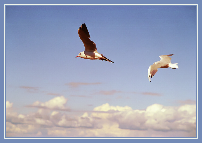 photo "Flight" tags: nature, landscape, clouds, wild animals