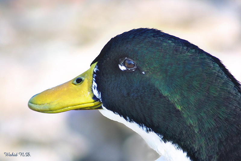 photo "Portrait of a Duck" tags: portrait, 