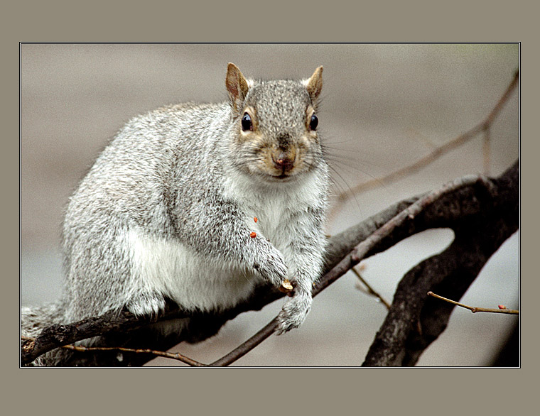 photo "Little glutton" tags: nature, portrait, wild animals