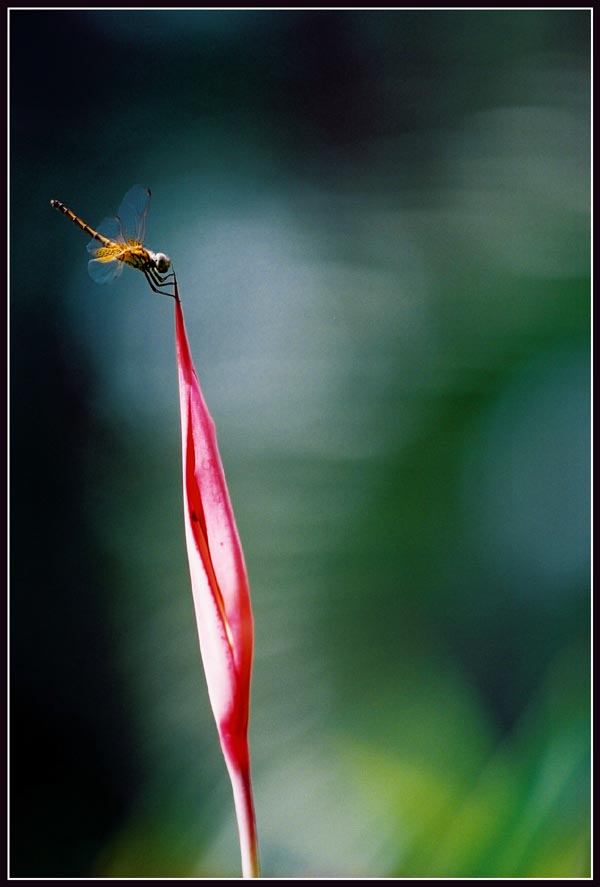 photo "flower with guest #2" tags: nature, macro and close-up, flowers