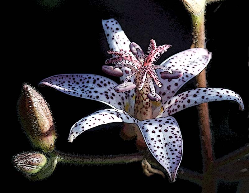 photo "tricyrtis" tags: nature, macro and close-up, flowers