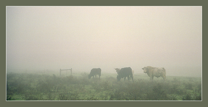 photo "Going to a fog" tags: landscape, autumn