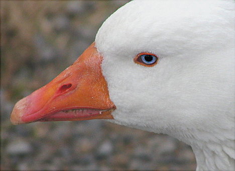 photo ""Ole Blue Eye"...." tags: nature, humor, wild animals