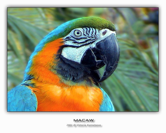 photo "Macaw" tags: nature, wild animals