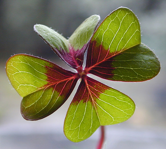 photo "Good Luck!" tags: macro and close-up, nature, flowers