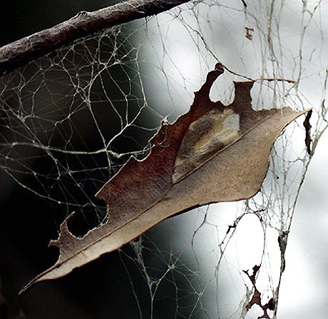 photo "Web of Winter" tags: macro and close-up, nature, 